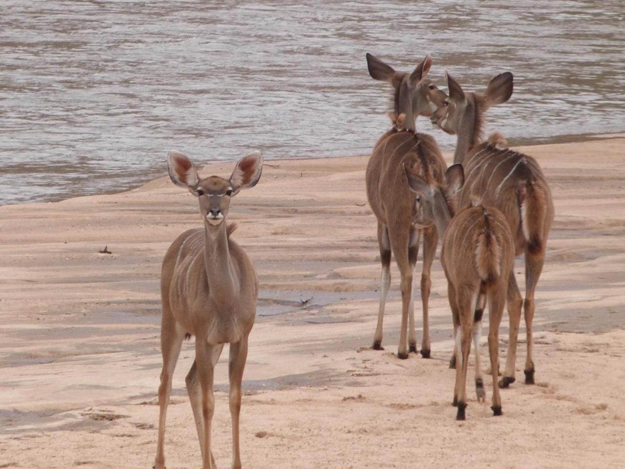 Woodlands Stop Over And Lodge Francistown Exteriör bild