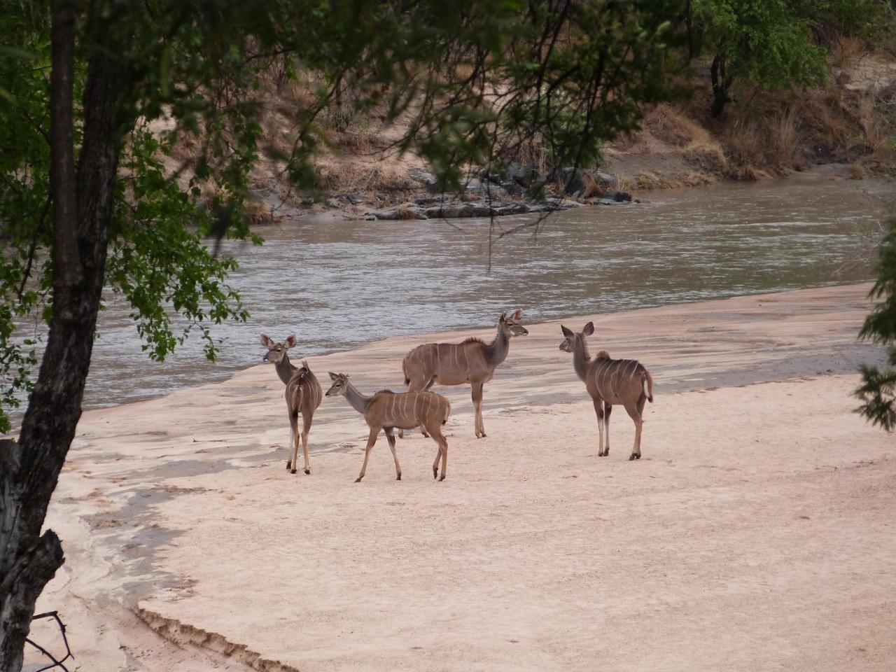 Woodlands Stop Over And Lodge Francistown Exteriör bild